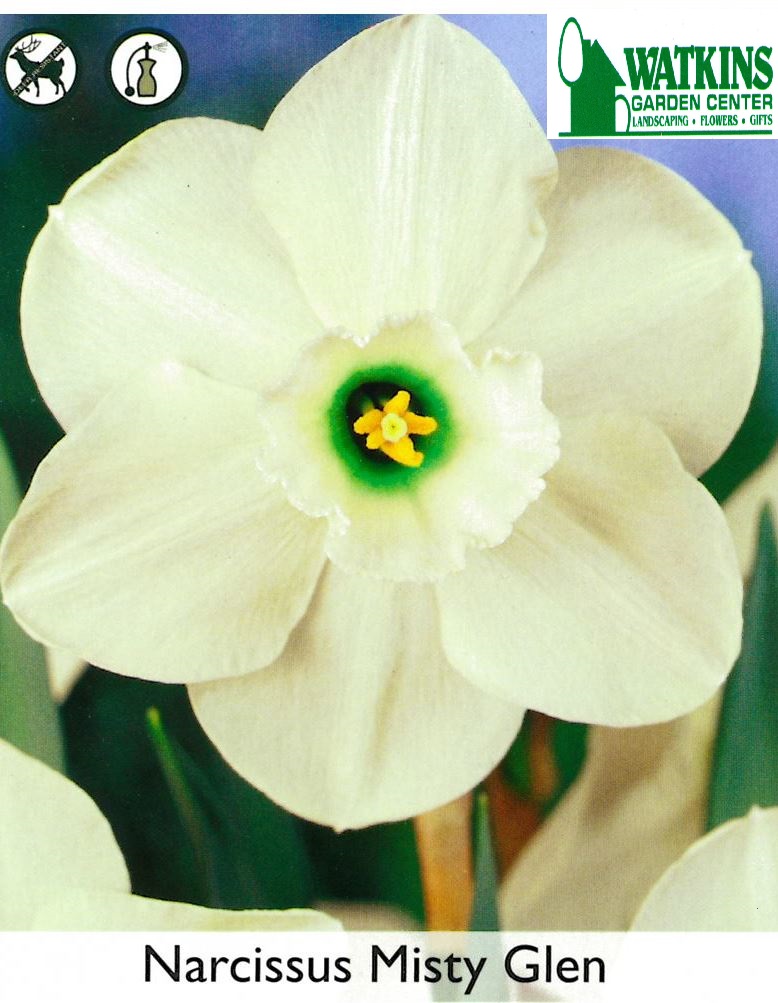 Narcissus Misty Glen